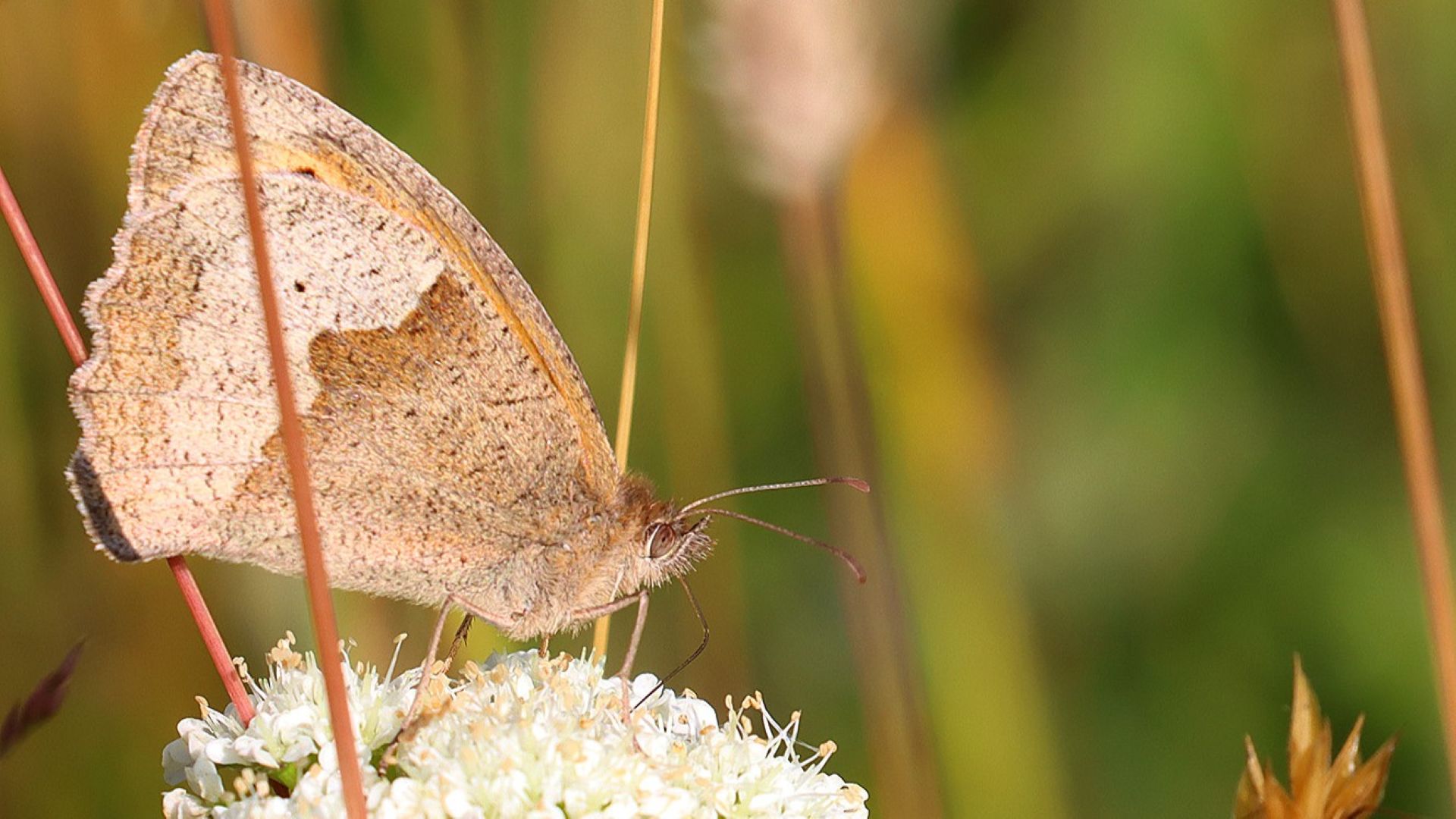 Meadow brown butterfly perched on a white wildflower, wings closed showing mottled brown underside against blurred green background