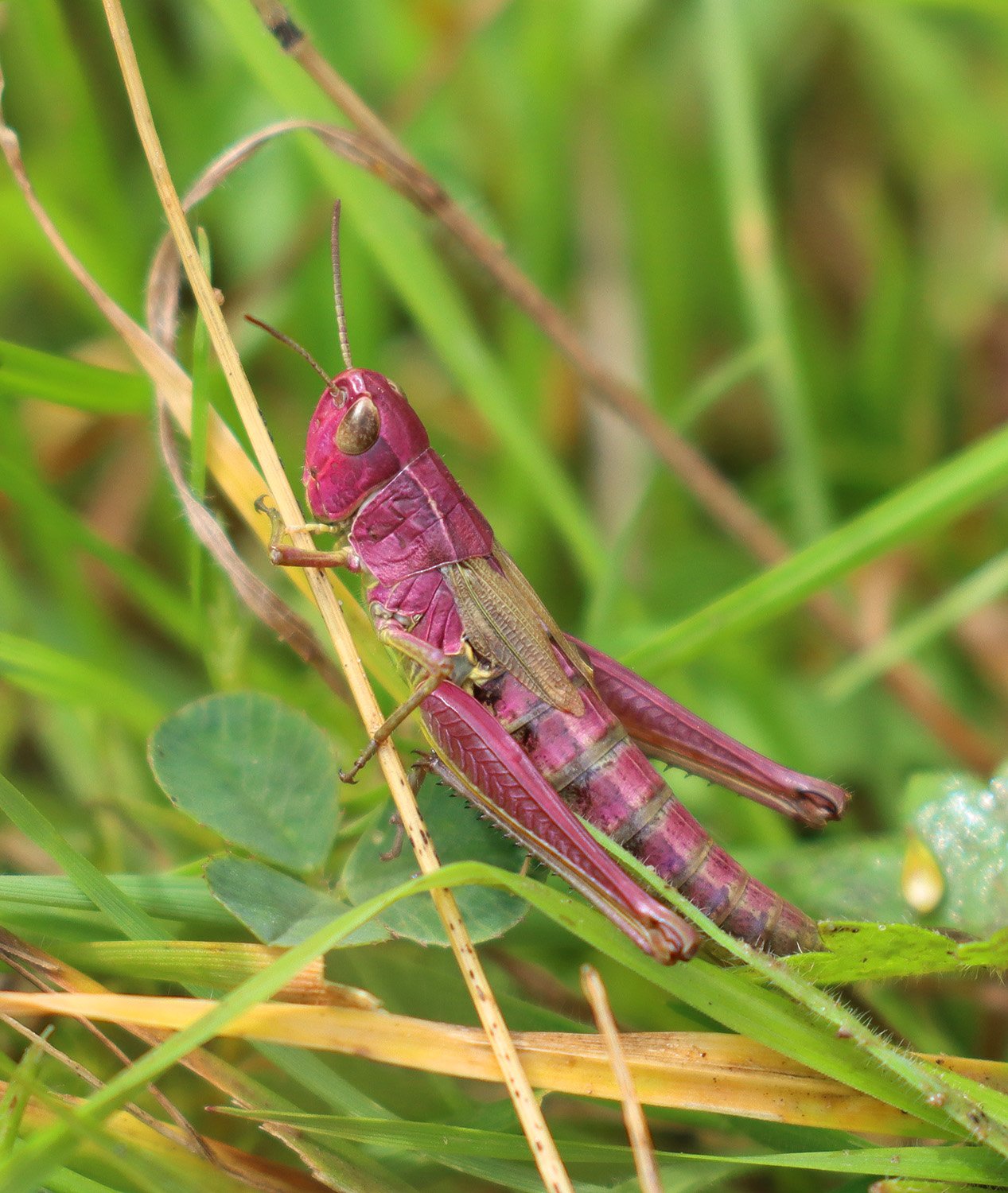 Meadow Grasshopper