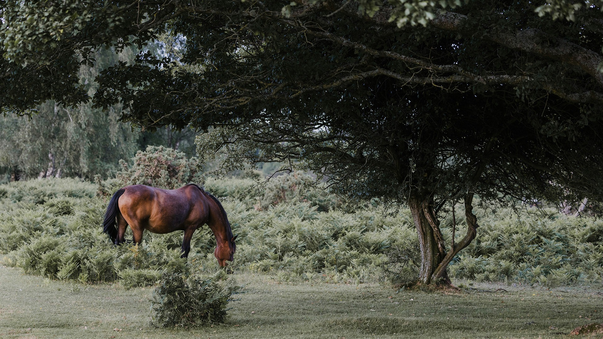 Brown horse grazing in a fern-covered field beneath a large tree with sprawling branches