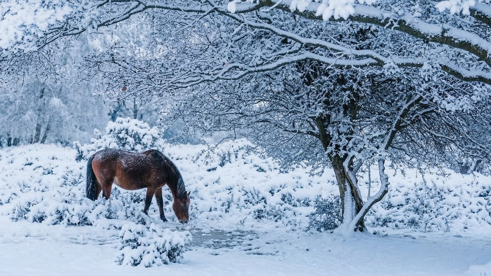 Brown horse grazing in a snowy field beneath a large tree with snow-covered branches