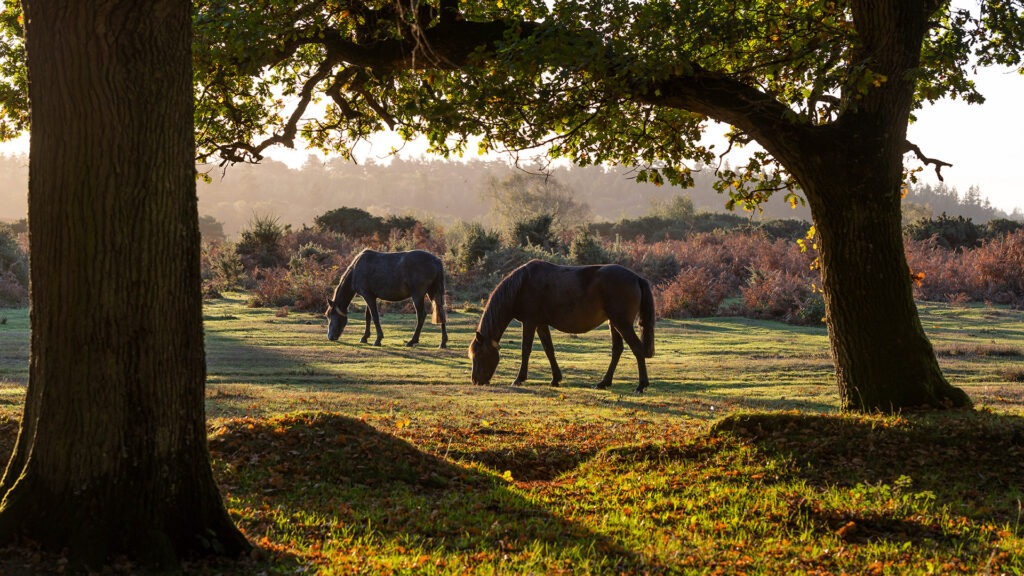 Two horses grazing in a sunlit meadow framed by large trees, with autumn shrubs in the background