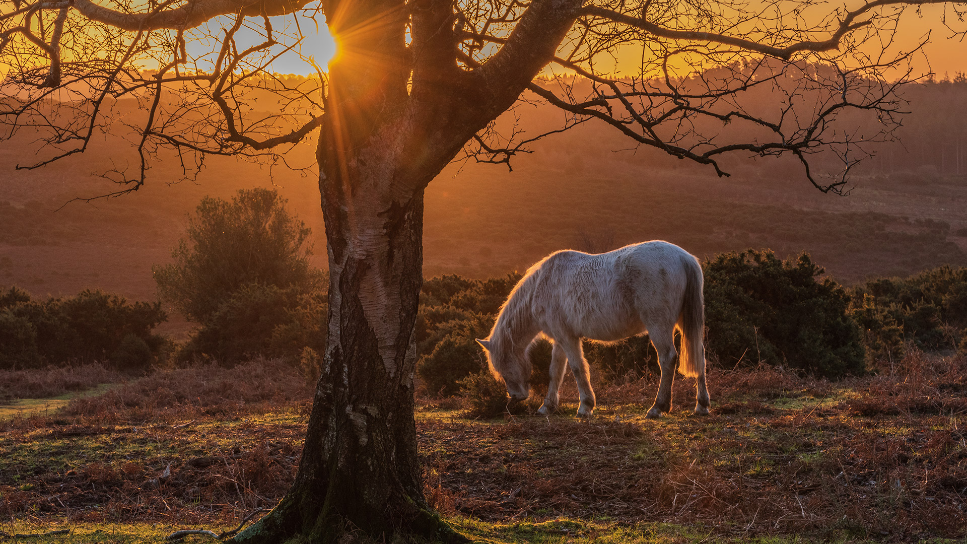 White horse grazing under a bare tree at sunset in a heathland landscape
