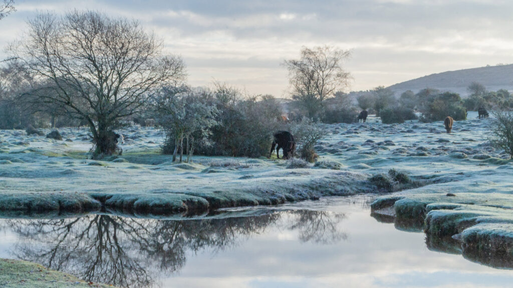 Frosty pasture with grazing cows, bare trees, and a calm pond reflecting the winter sky