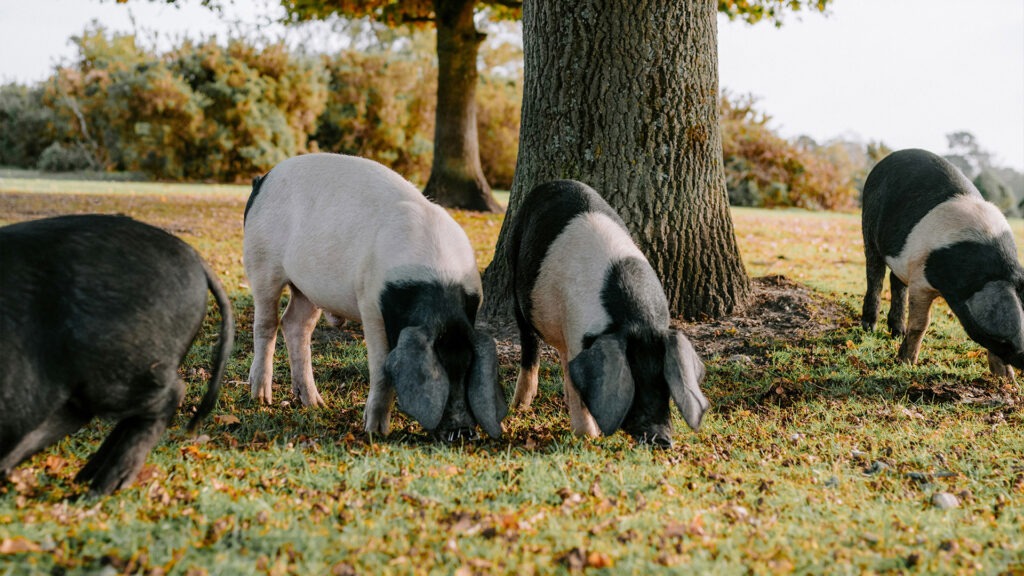Four black-and-white pigs grazing on grass near a large tree in a park-like field in autumn