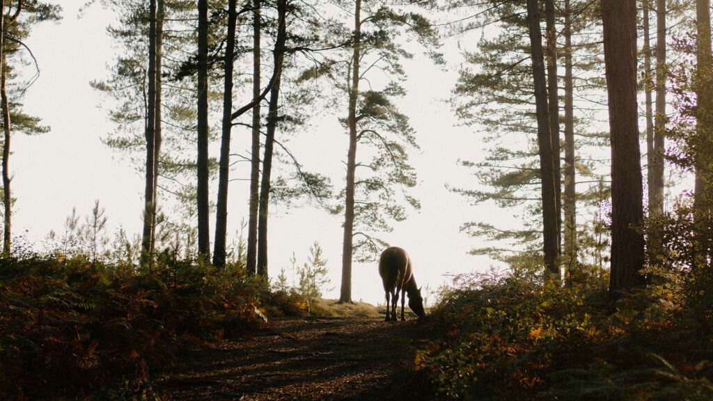 Deer grazing on a forest path among tall pine trees, backlit by sunlight