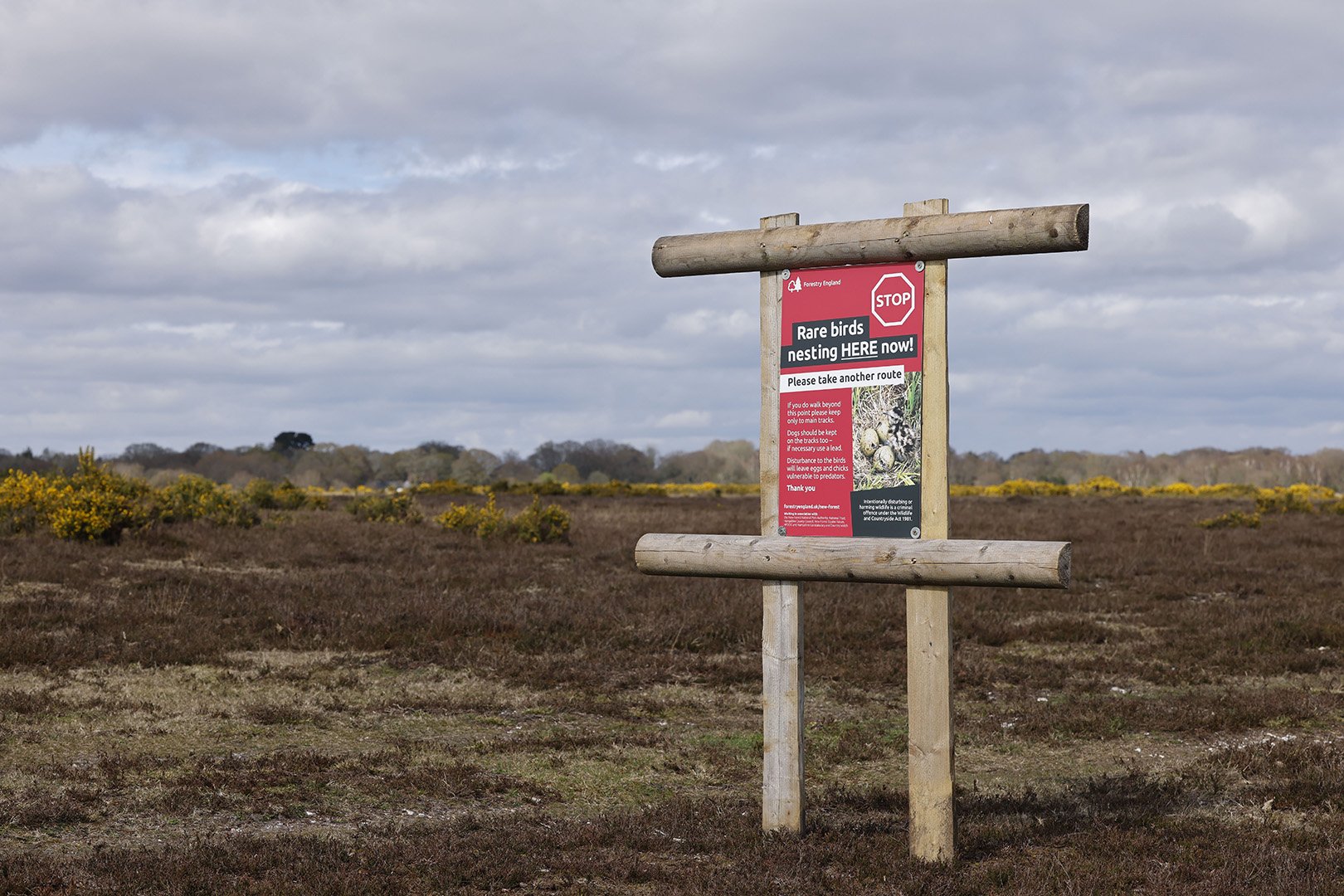 A red sign warning walkers in the New Forest to stick to the tracks as ground nesting birds may be nesting in the area behind the sign