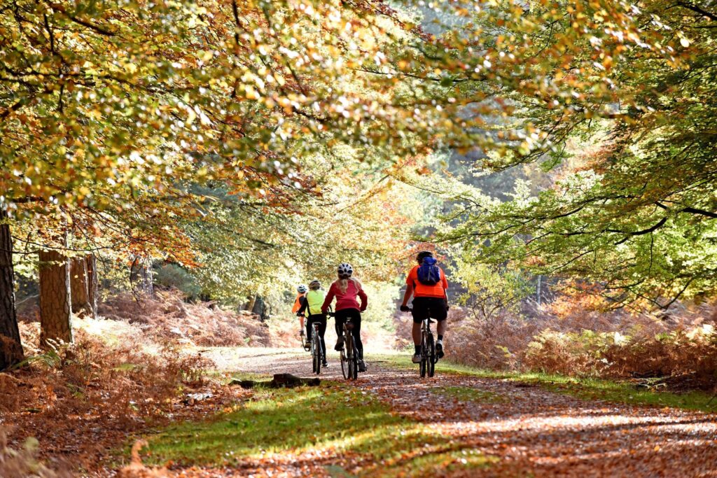 New Forest Autumn Colour[5548]