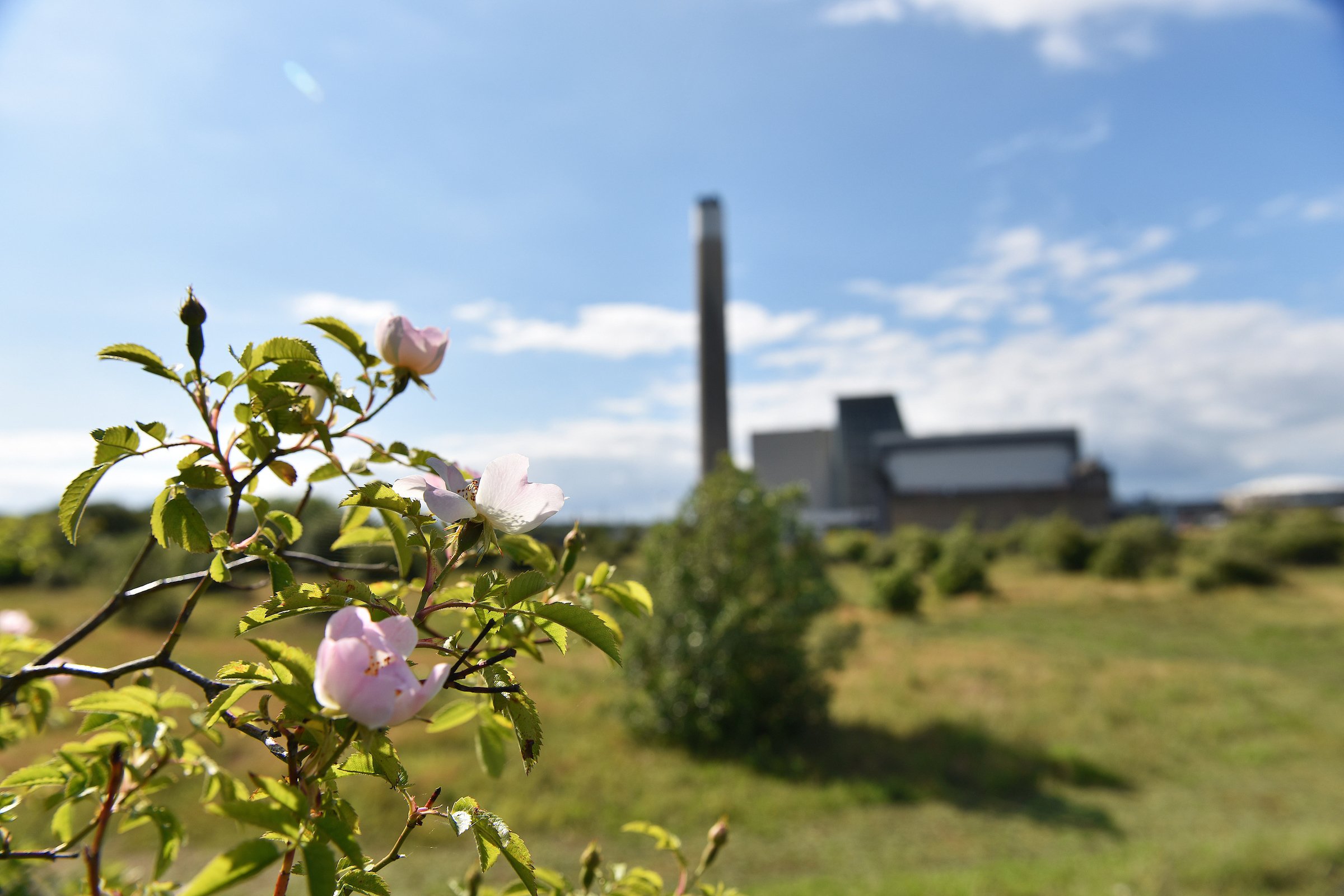 Fawley Power Station in the background with foreground focus on a bush flower