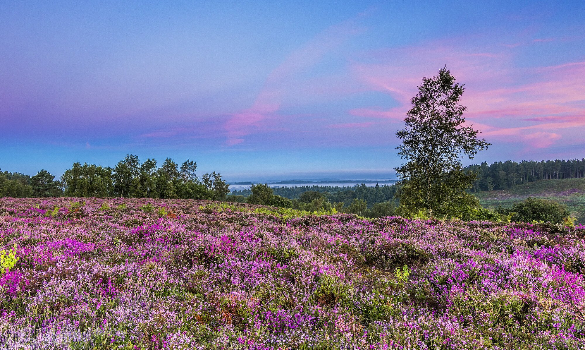 purple heather across the landscape with trees on the horizon