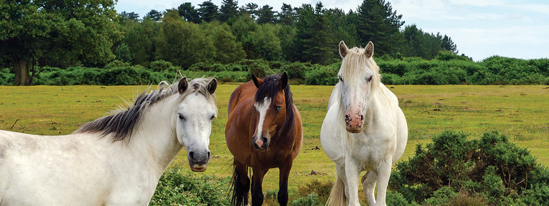 New Forest ponies by Rob Franklin