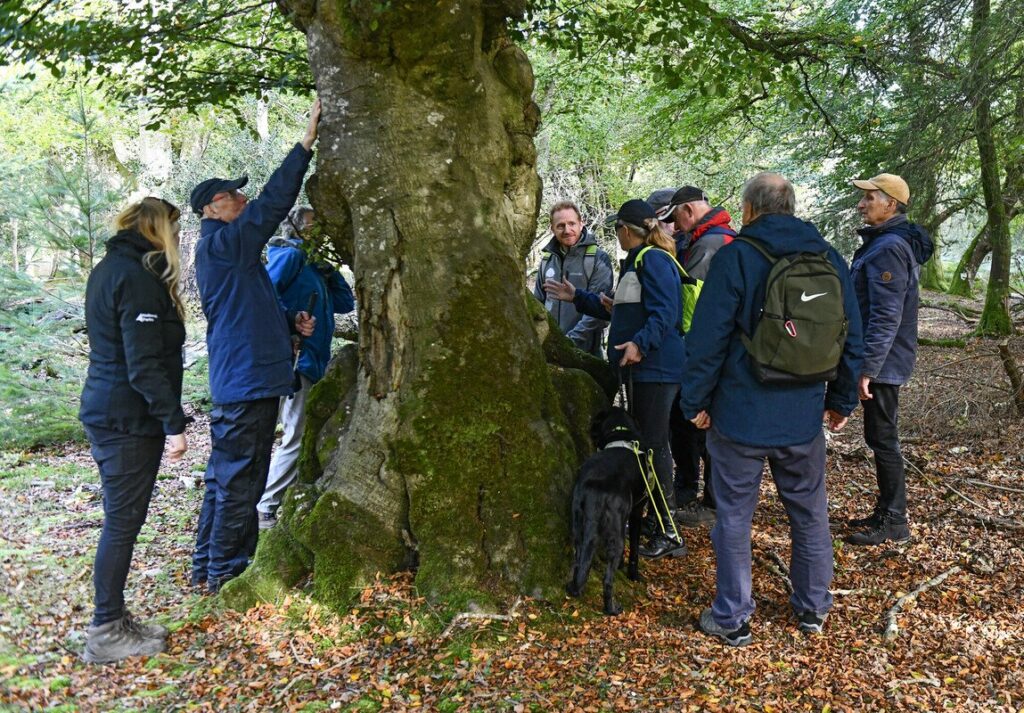 Visitors to the 2023 New Forest Walking Festival are shown details of the Forest on a tree