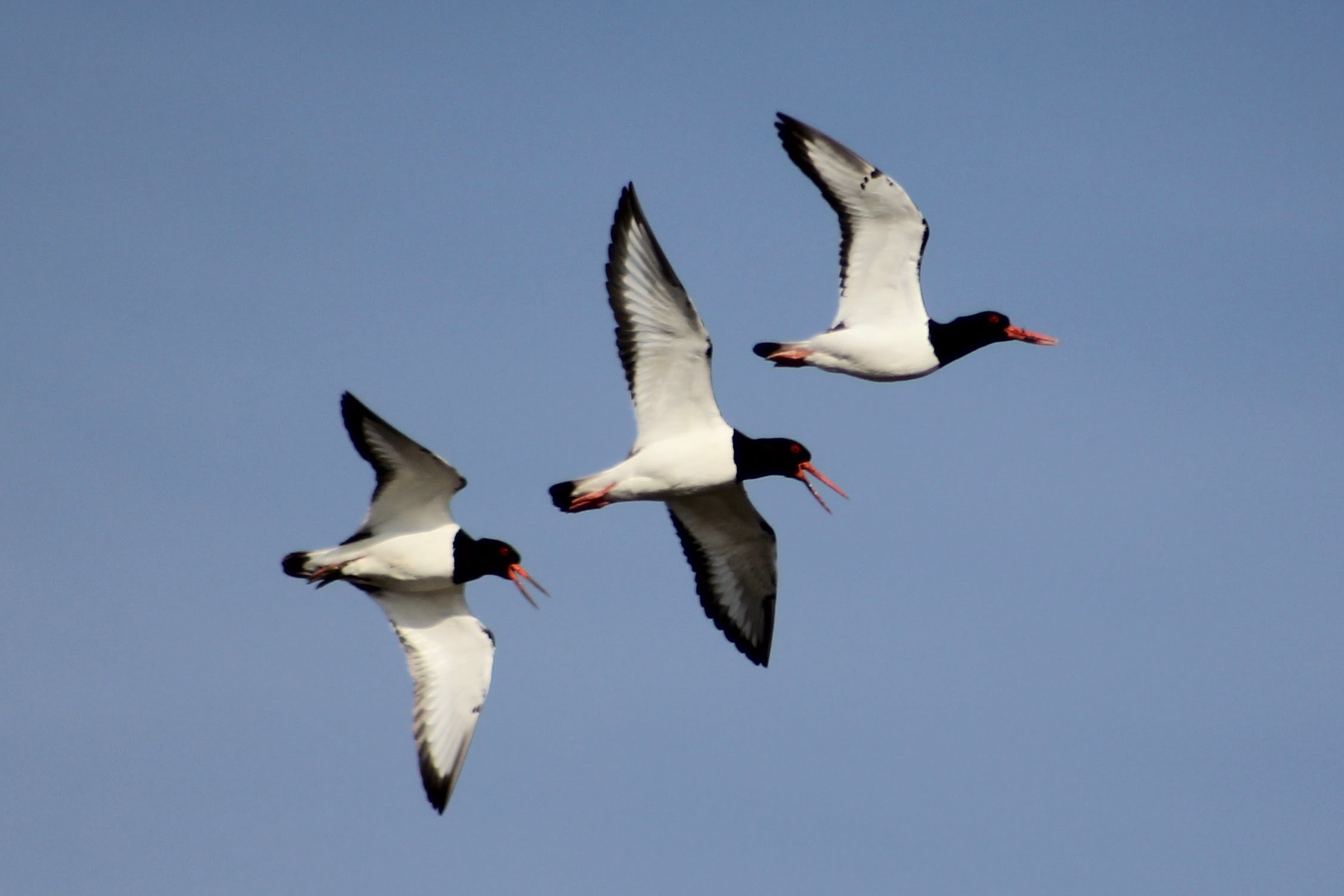 Oystercatchers, copyright Graham Giddens