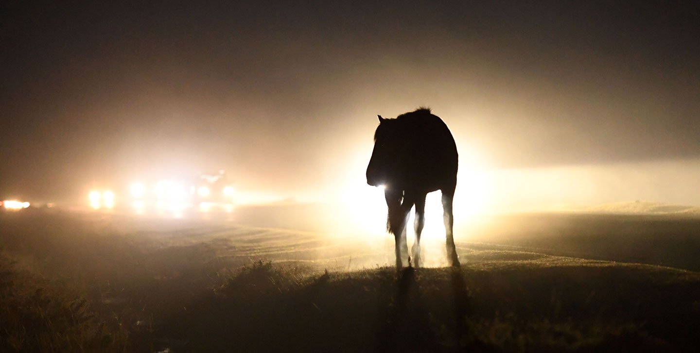 PONIES-@-NIGHT-Russell-Sach-web-edit