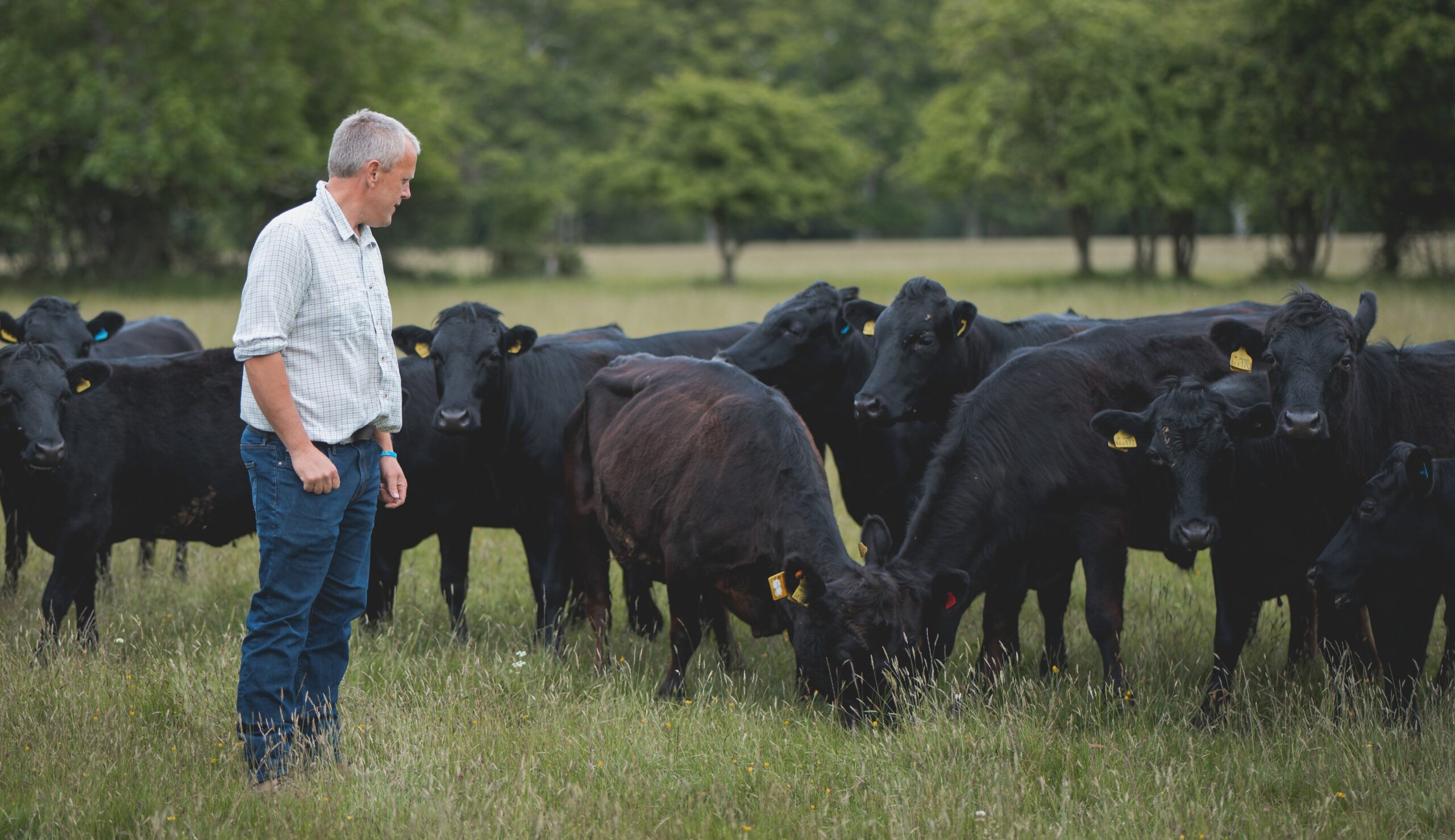 Peter Niccolls oversees his herd_edited