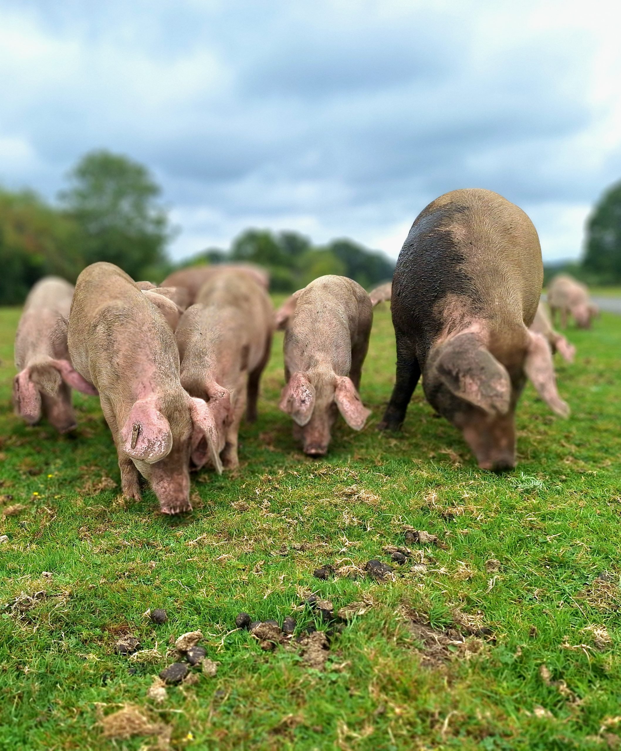 Pigs on the common