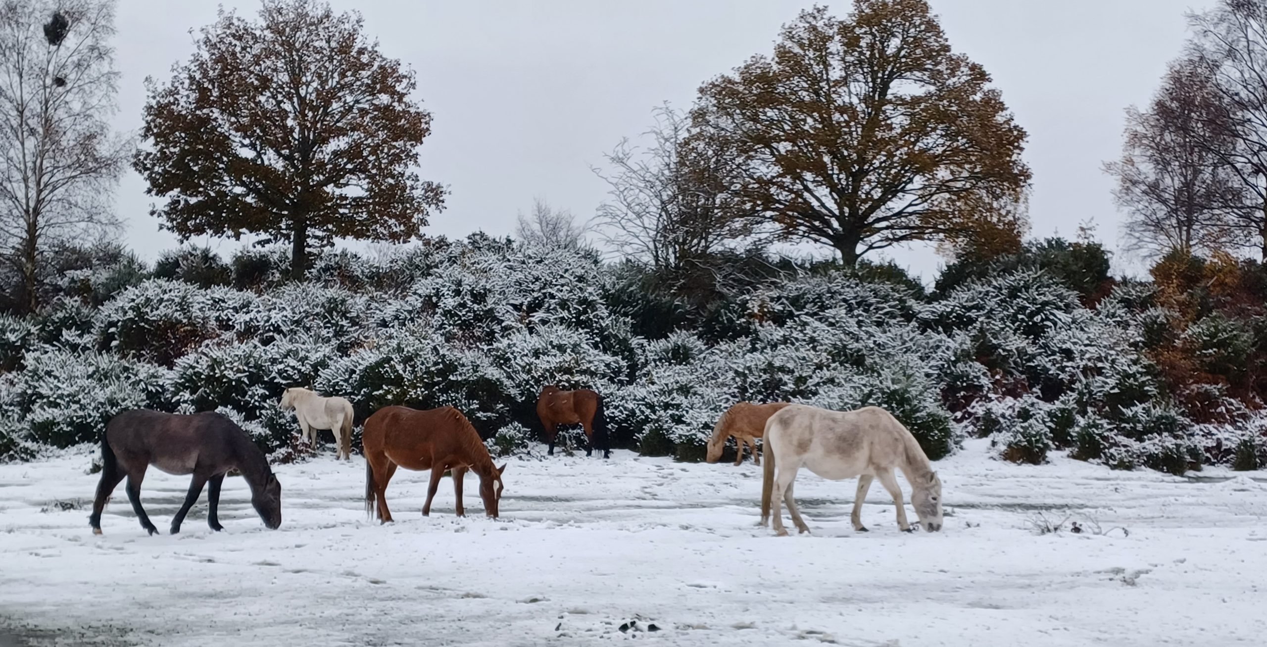 Ponies in snow by Maria Court hero