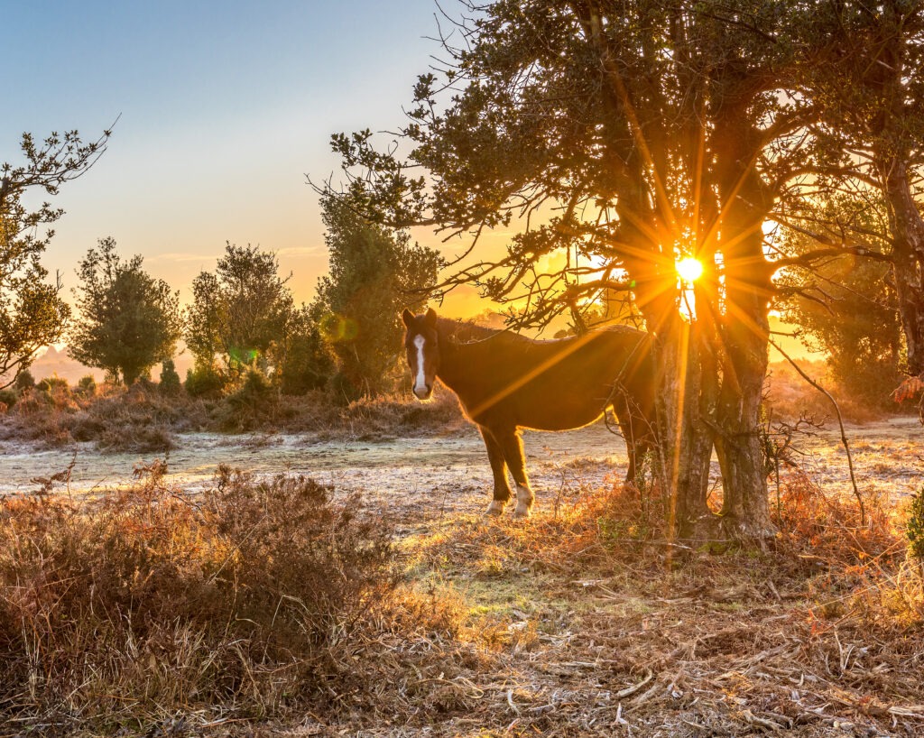 Pony on frosty woodland with sunburst behind tree