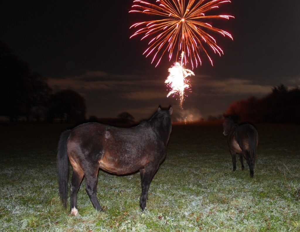 Two ponies in a grassy field at night watching fireworks burst in the sky
