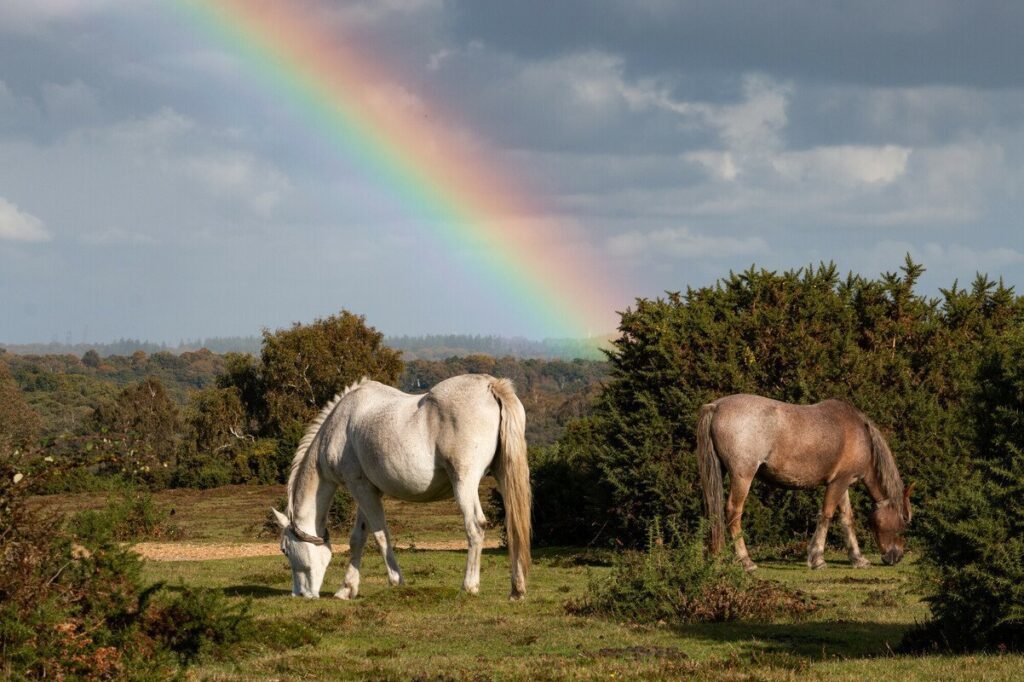 New Forest landscape with two ponies and a rainbow.