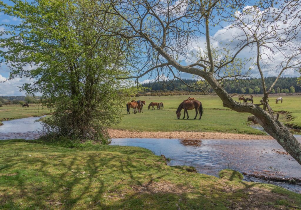 Ponies grazing in Ogdens