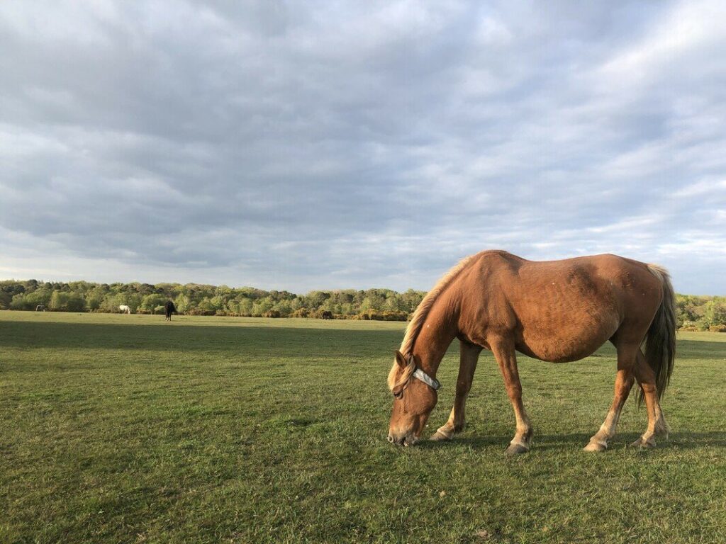 A New Forest pony with a reflective collar grazing