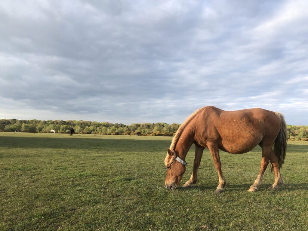 A brown New Forest pony with a reflective collar grazing