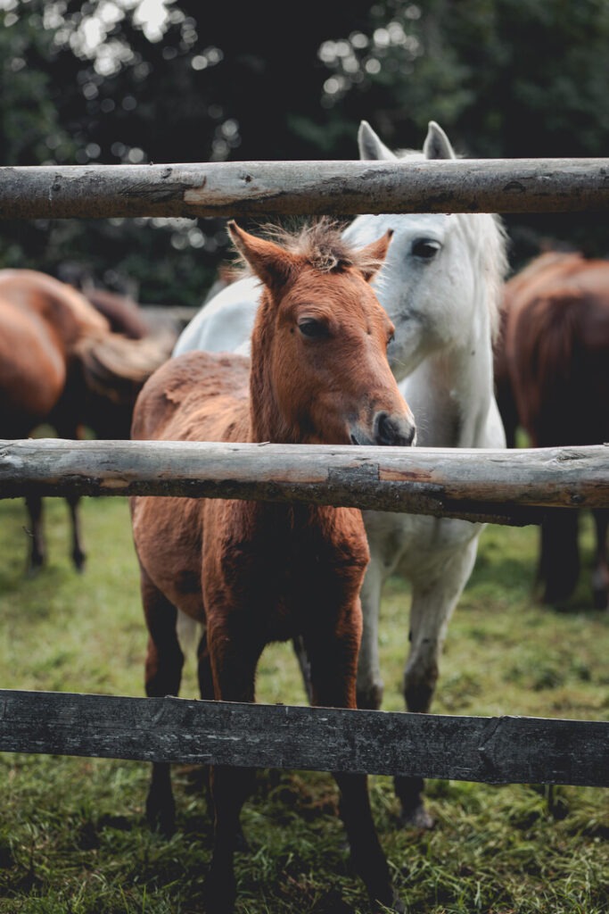 Chestnut foal standing behind wooden fence with a white horse and other horses in the background at Beaulieu Road salesyard