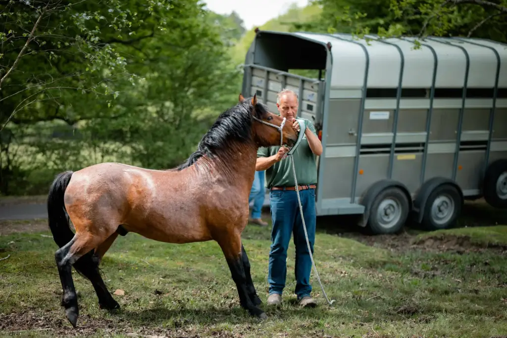 Man holding a rope halter on a brown horse beside a livestock trailer in a wooded clearing