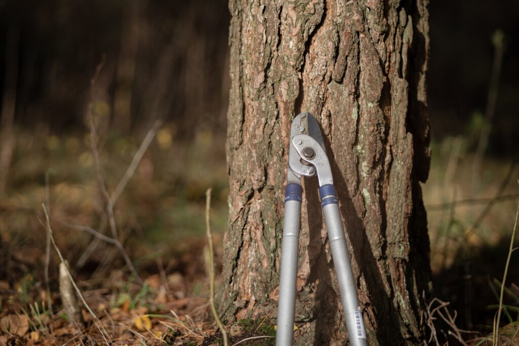 Pruning loppers leaning against a tree trunk in a sunlit forest