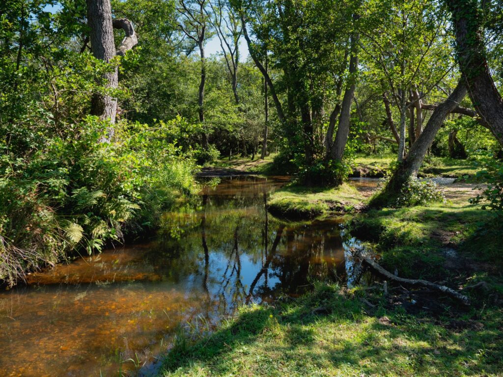 Stream in New Forest wetlands