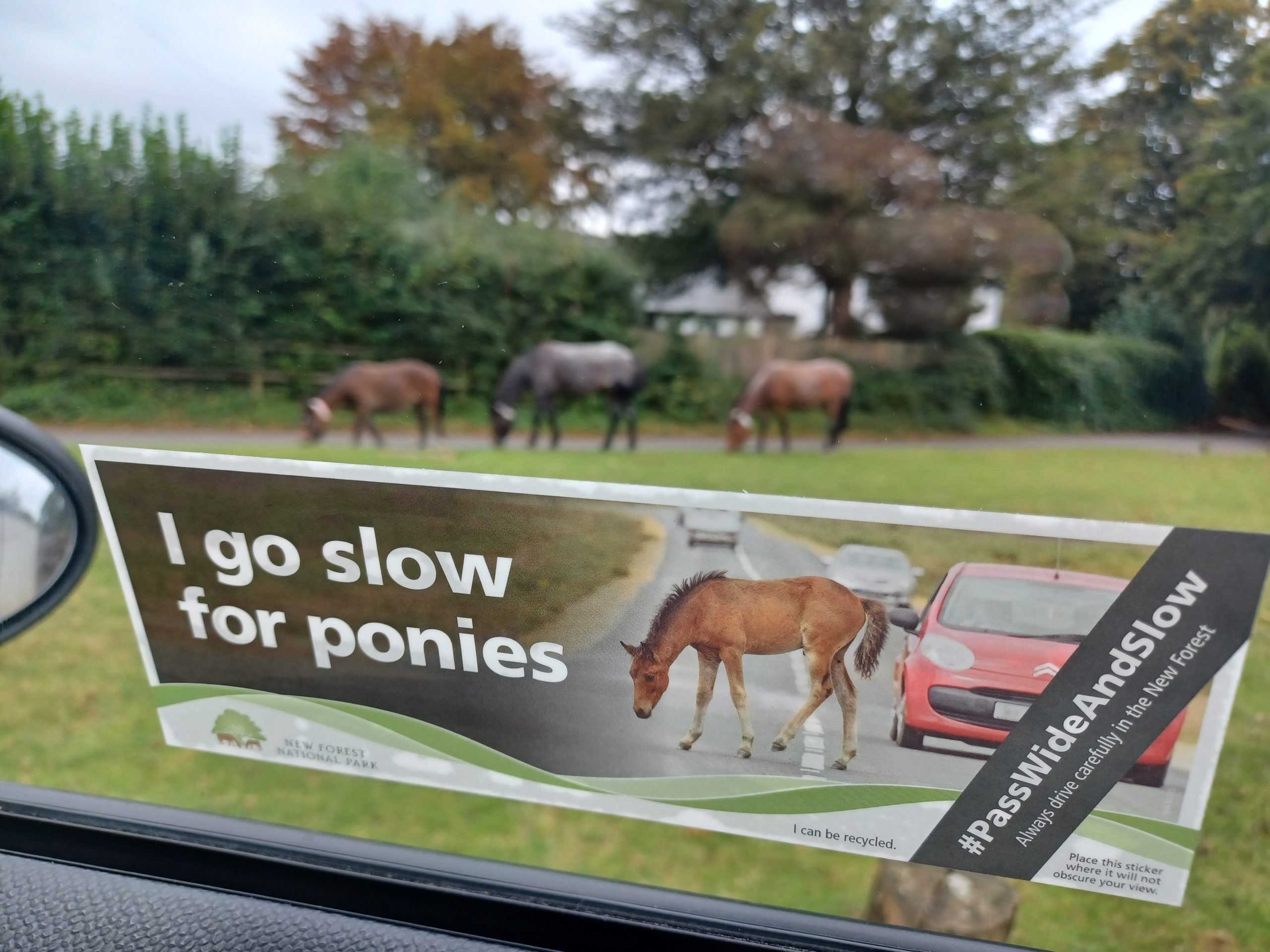 An animal accidents shown sticker in a car window from the inside looking out. The text reads I go slow for ponies #PassWideAndSlow. Three New Forest ponies are in the background above the sticker.