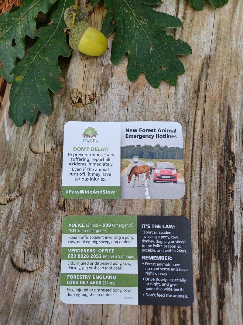 Two animal accident hotline cards showing the front and back of the card.