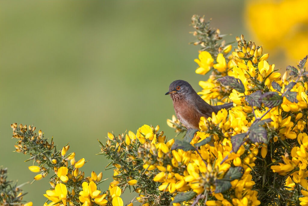 Dartford warbler on a gorse bush with yellow buds.