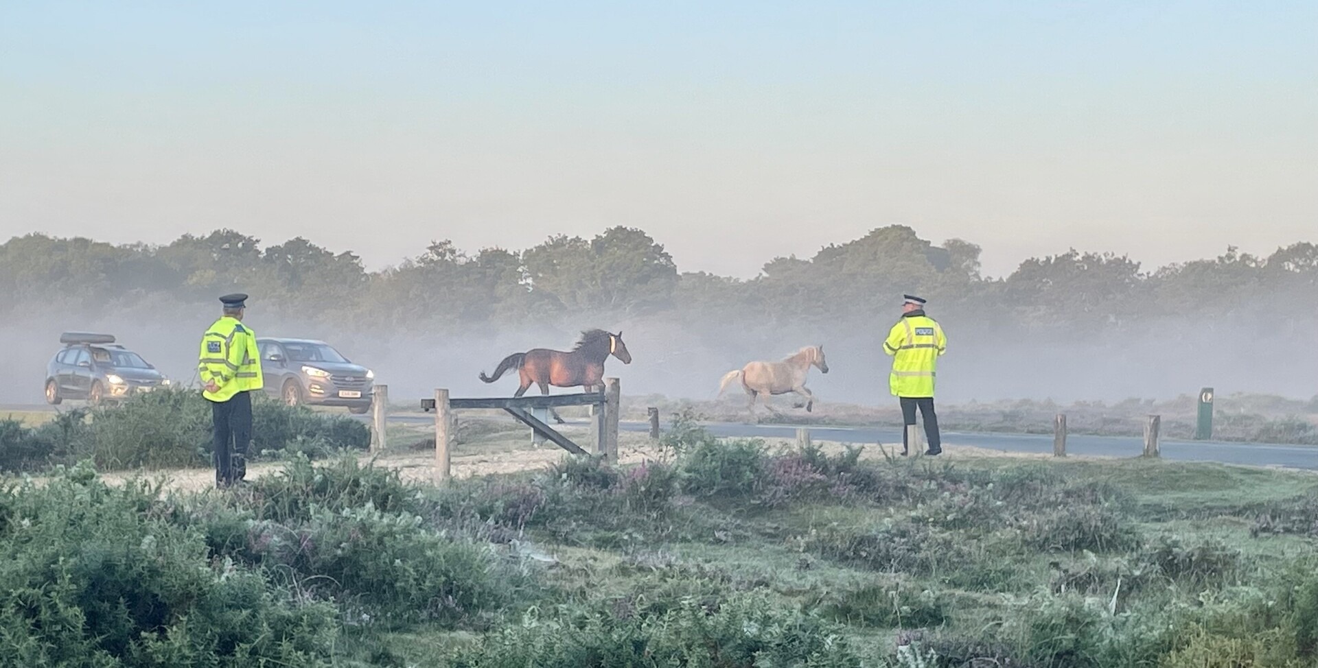 Two ponies cross a misty road as cars wait and two police officers in high-visibility jackets stand nearby