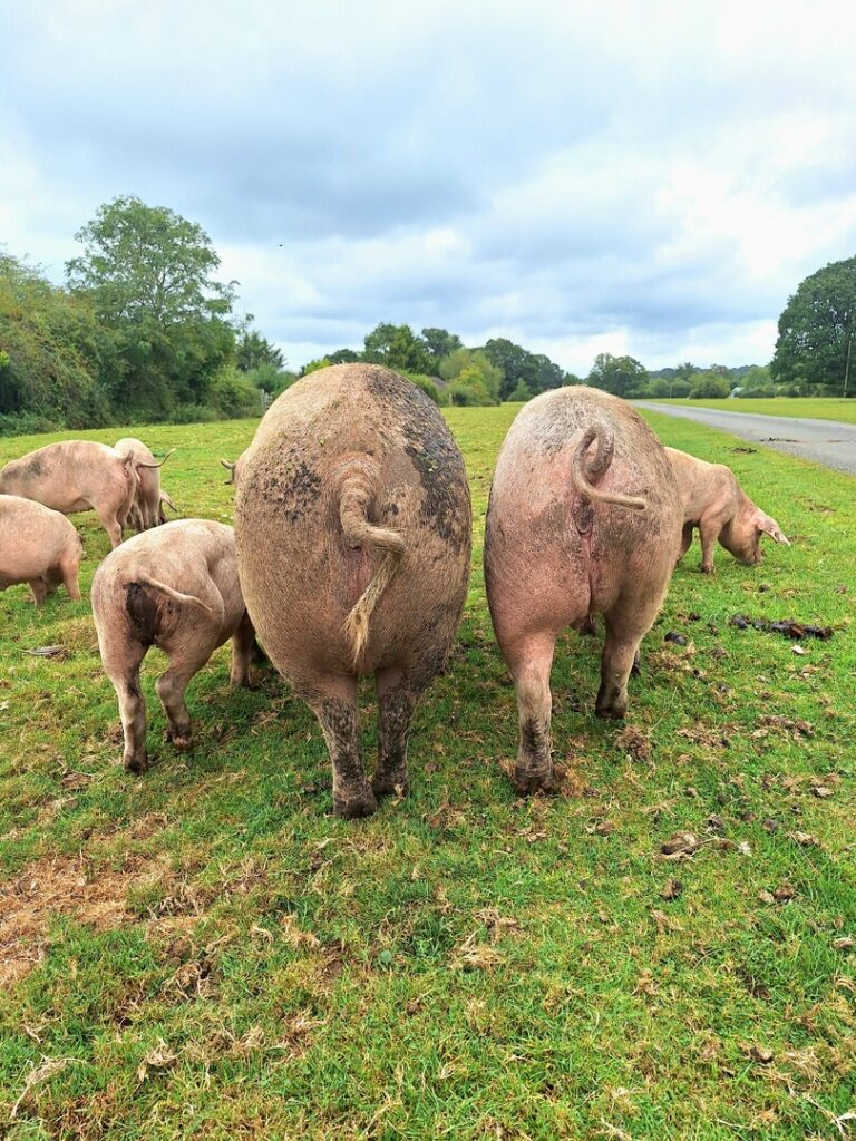 Two large muddy pigs and several piglets grazing on grass beside a country road under cloudy sky