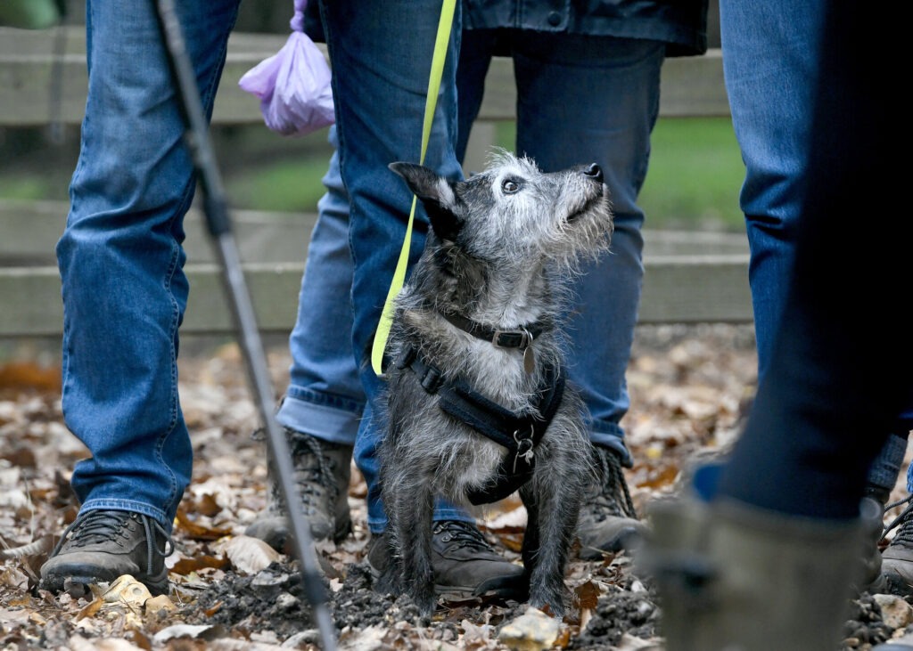 A grey dog sat in between three people looking up at one of them. The people have walking sticks and a full dog poo bag