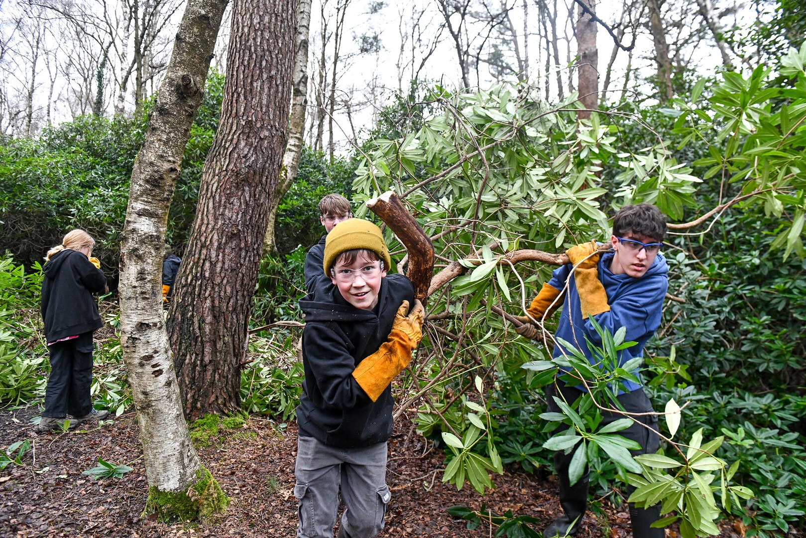Junior Rangers at Avon Tyrell clearing a large Rhododendron branch in woodland, wearing gloves and safety goggles