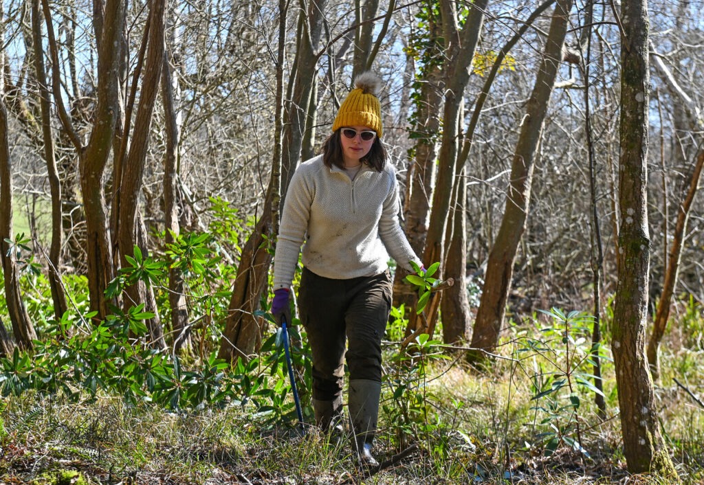 Volunteer clearing rhododendron at Teddy's Farm, Lymington, walking through woodland with loppers and gloves