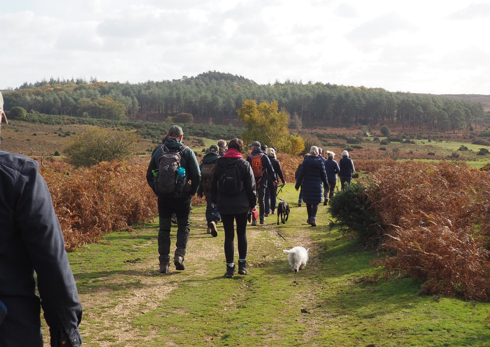 Walkers on a walk with a ranger during the New Forest Walking Festival 2025