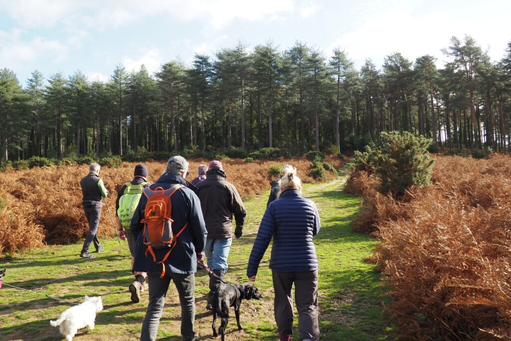 group walk on a New Forest track through heathland and woodland.