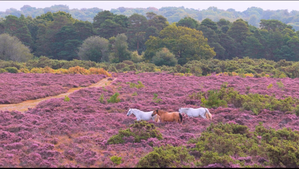 Two whites ponies and a brown pony walking through pink heather with green trees in the background