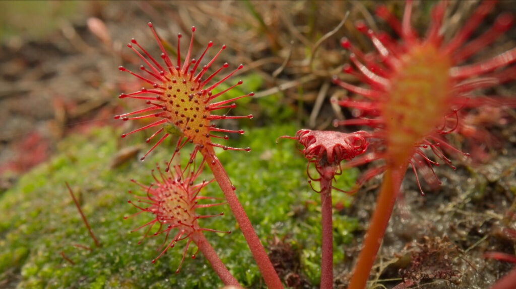 A red plant with spikes coming out of its end