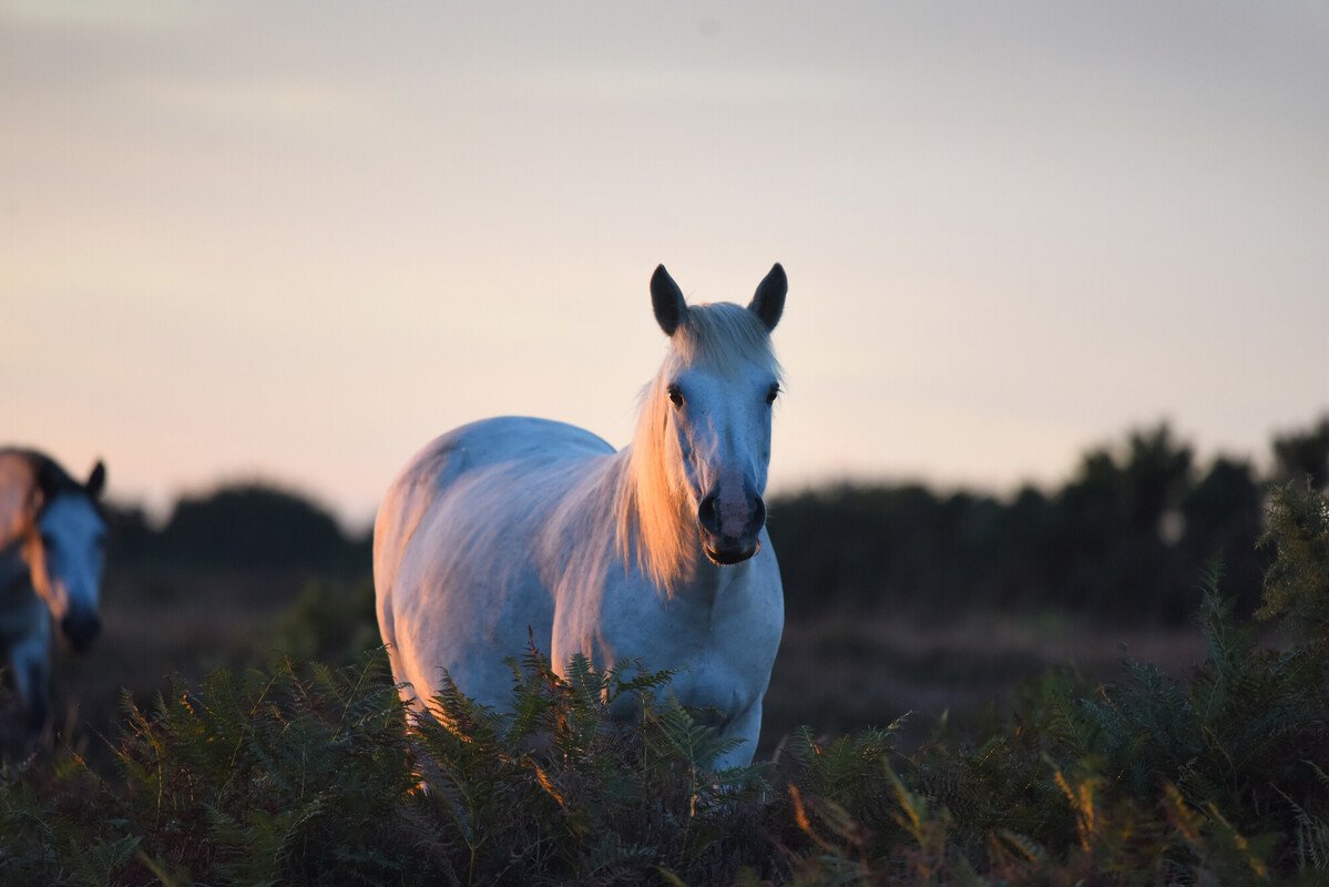 New Forest ponies graze on heathland at sunset.