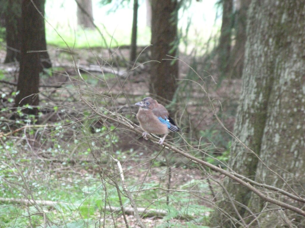 A small brown bird perched on a branch in a woodland setting
