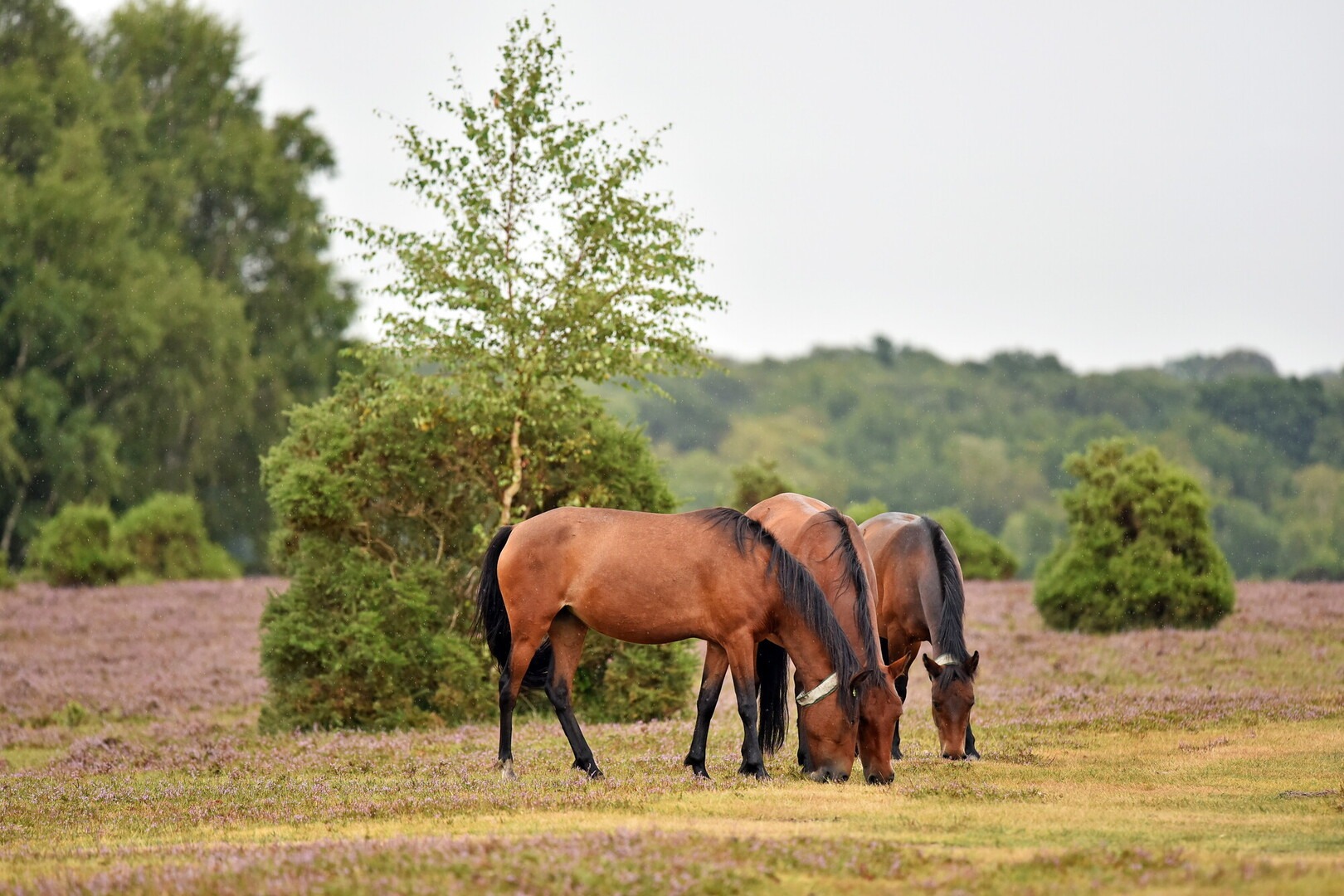 Three brown ponies stand in the New Forest eating in a grassy area.