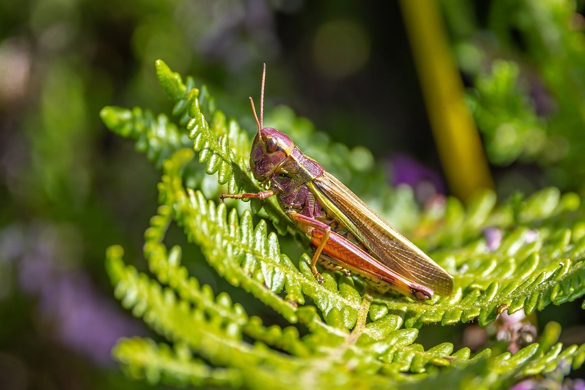 Marsh Grasshopper