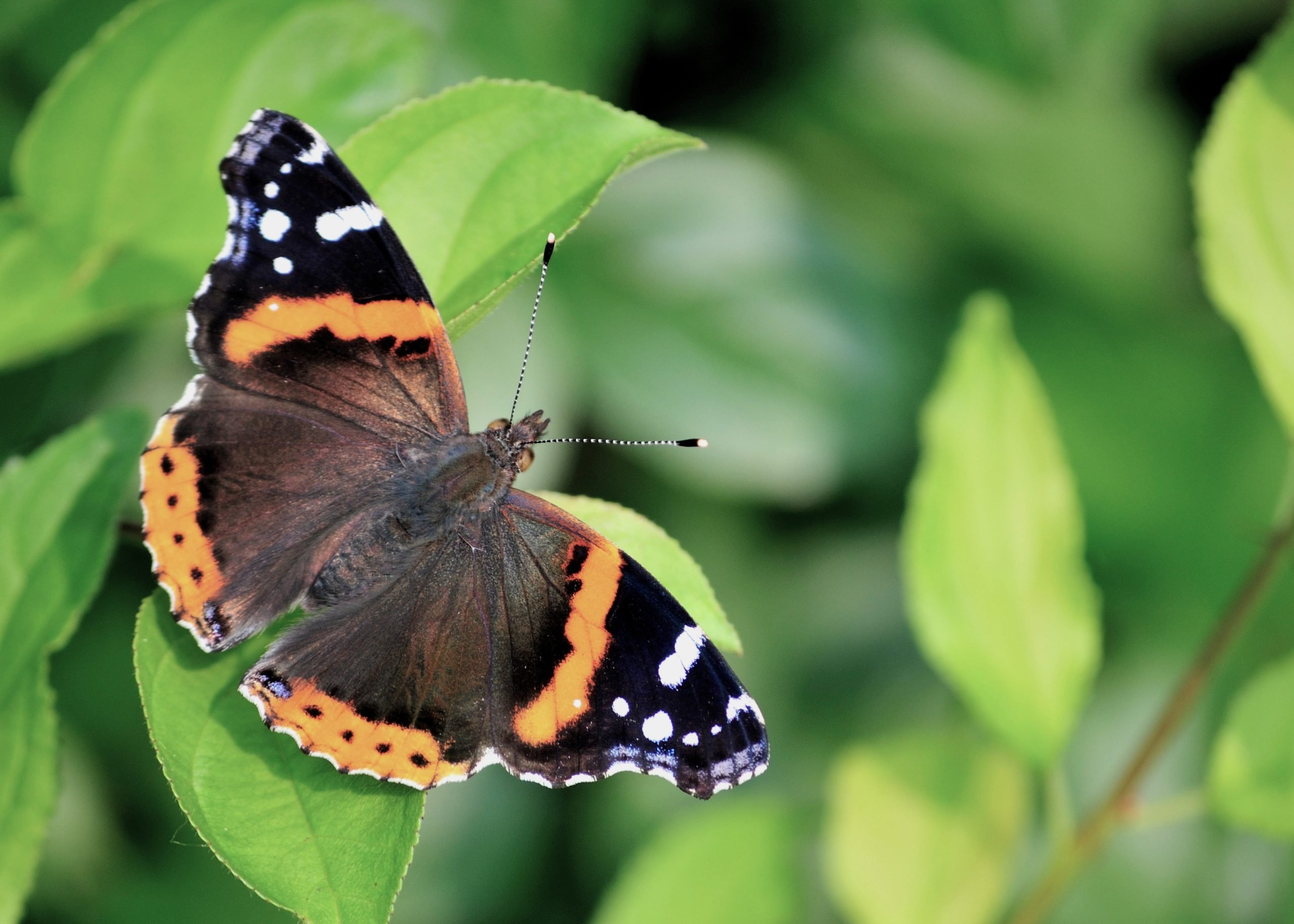 Red Admiral butterfly