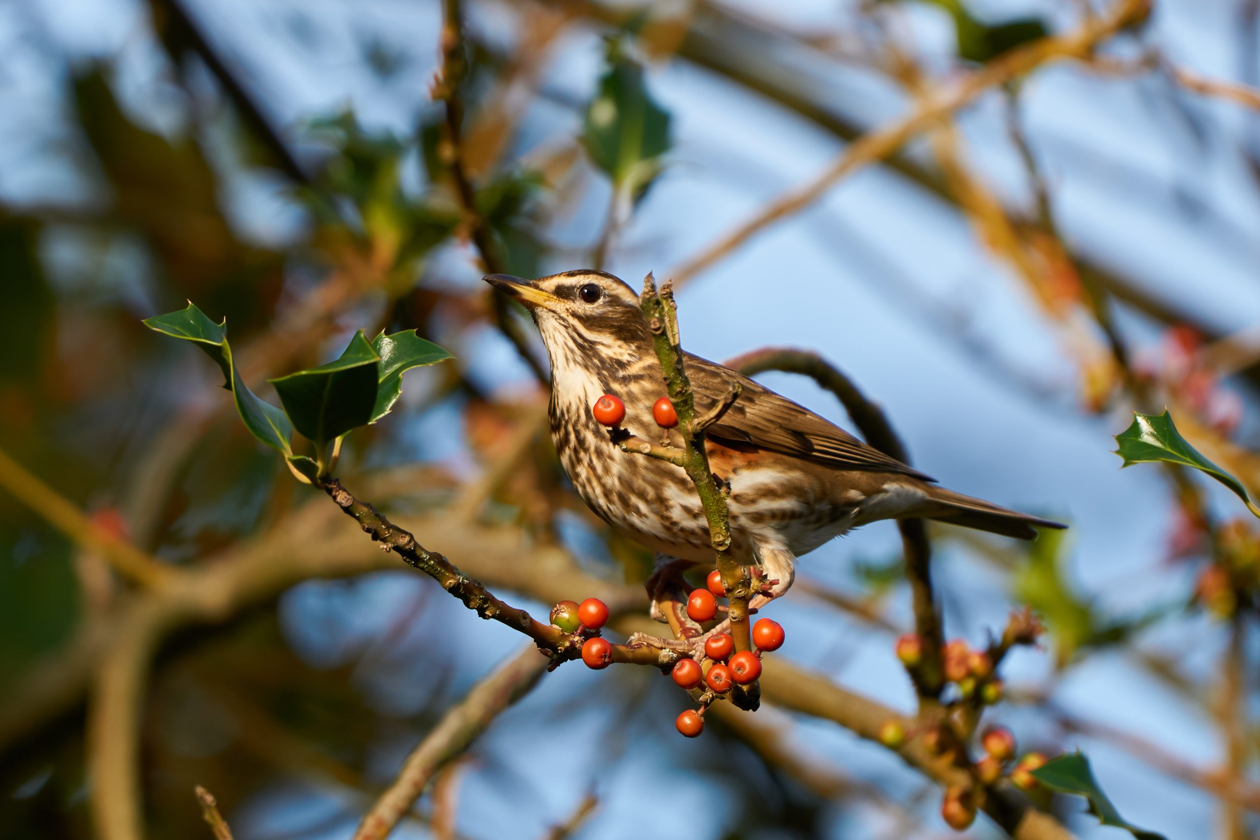Redwing,Perched,On,A,Holly,Branch,Foraging,For,Berries