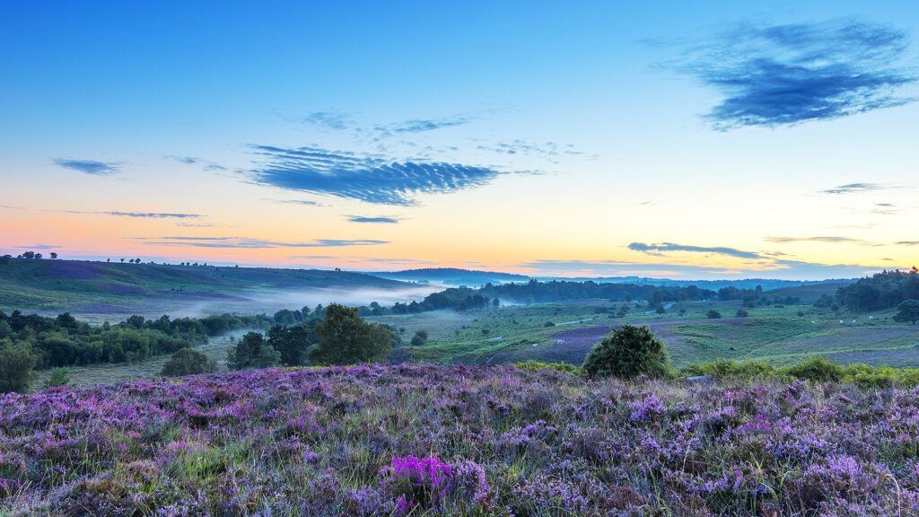 Dawn over rolling heathland with purple heather in the foreground, mist in a valley, and a pastel blue and orange sky with clouds