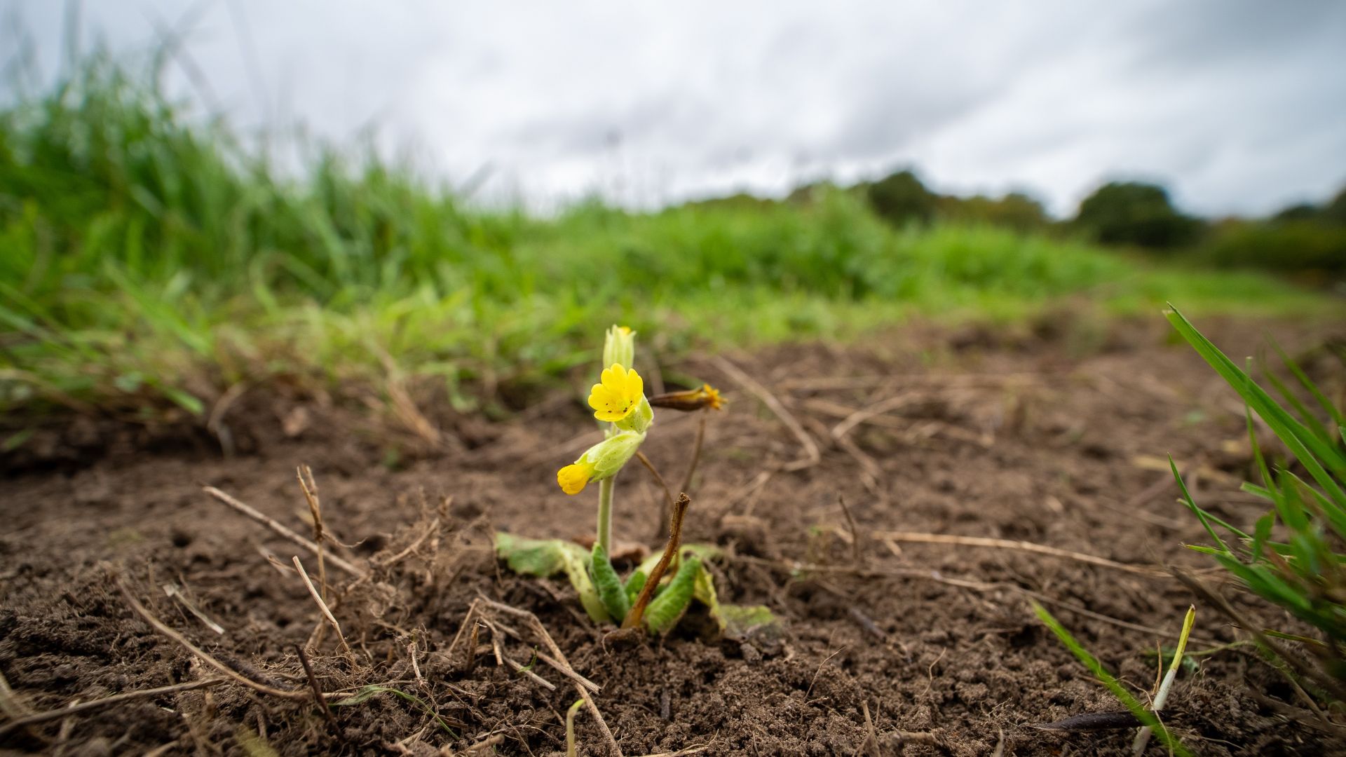 A tiny Wildflower in soil with grass in the background